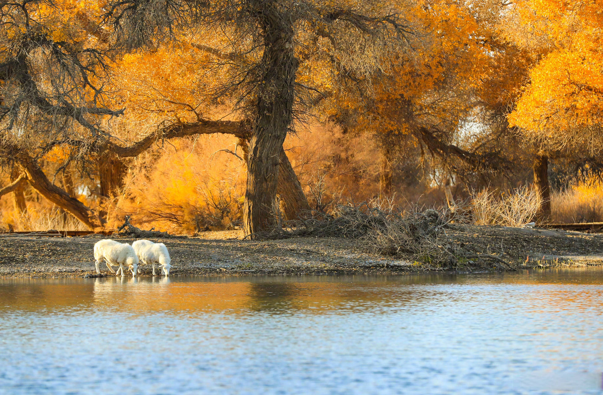 想玩胡杨林？先看！内蒙古额济纳胡杨林景区位置 + 全攻略 +